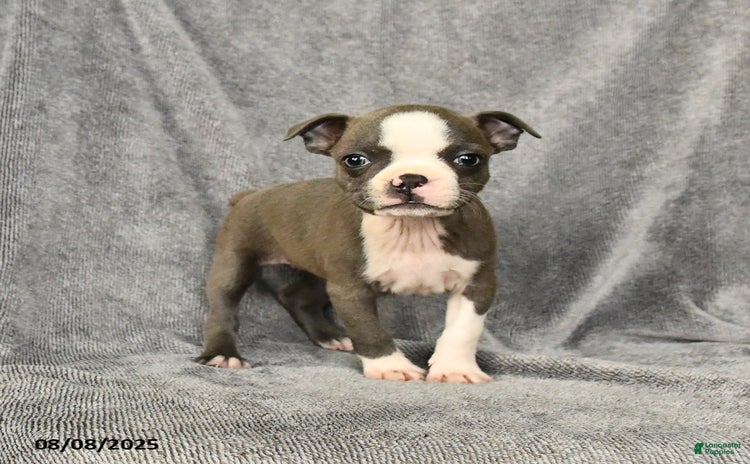 Boston Terrier dogs for sale - Ad 4
