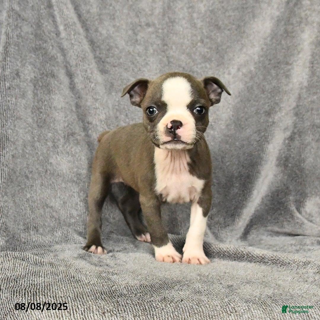 Boston Terrier dogs for sale: Lacey - Image 1