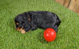 Cavalier King Charles Spaniel dogs for sale: Brin Girl 3 - Image 1