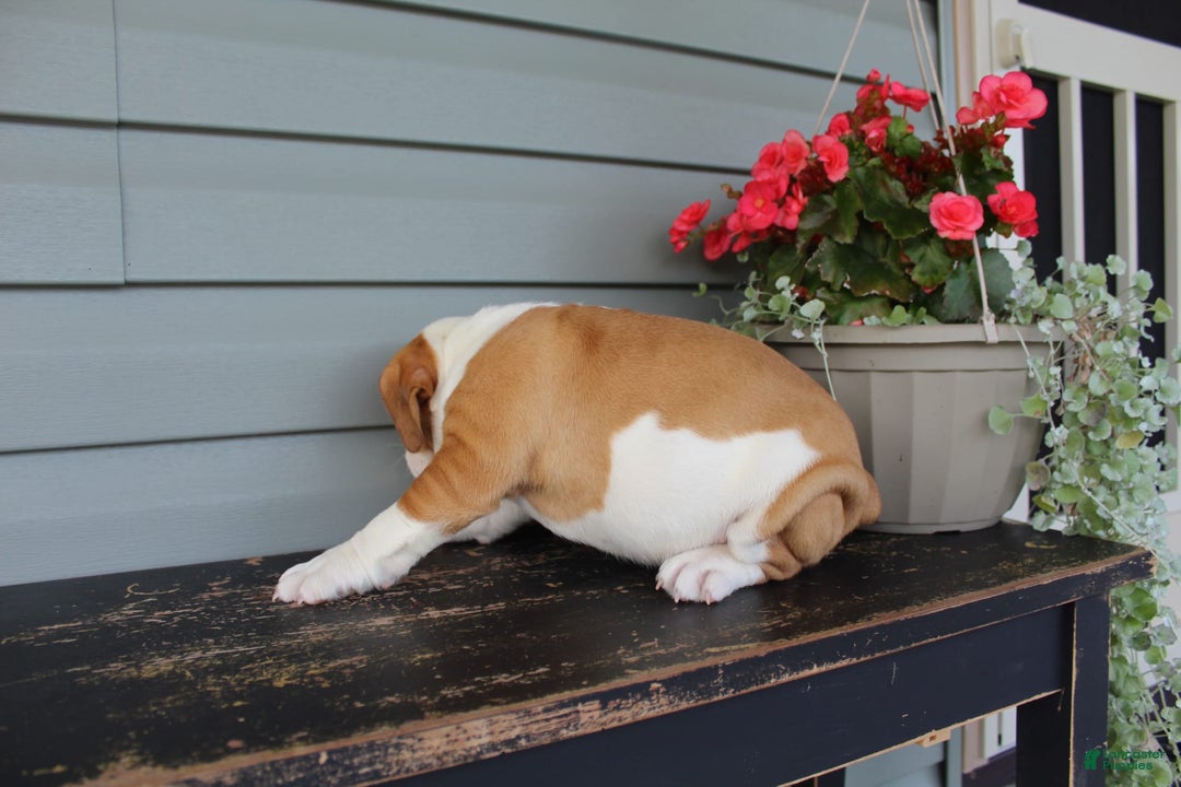 English Bulldog dogs for sale: Ruby - Image 5