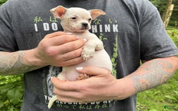 Chihuahua dogs for sale: Bianca - Image 13