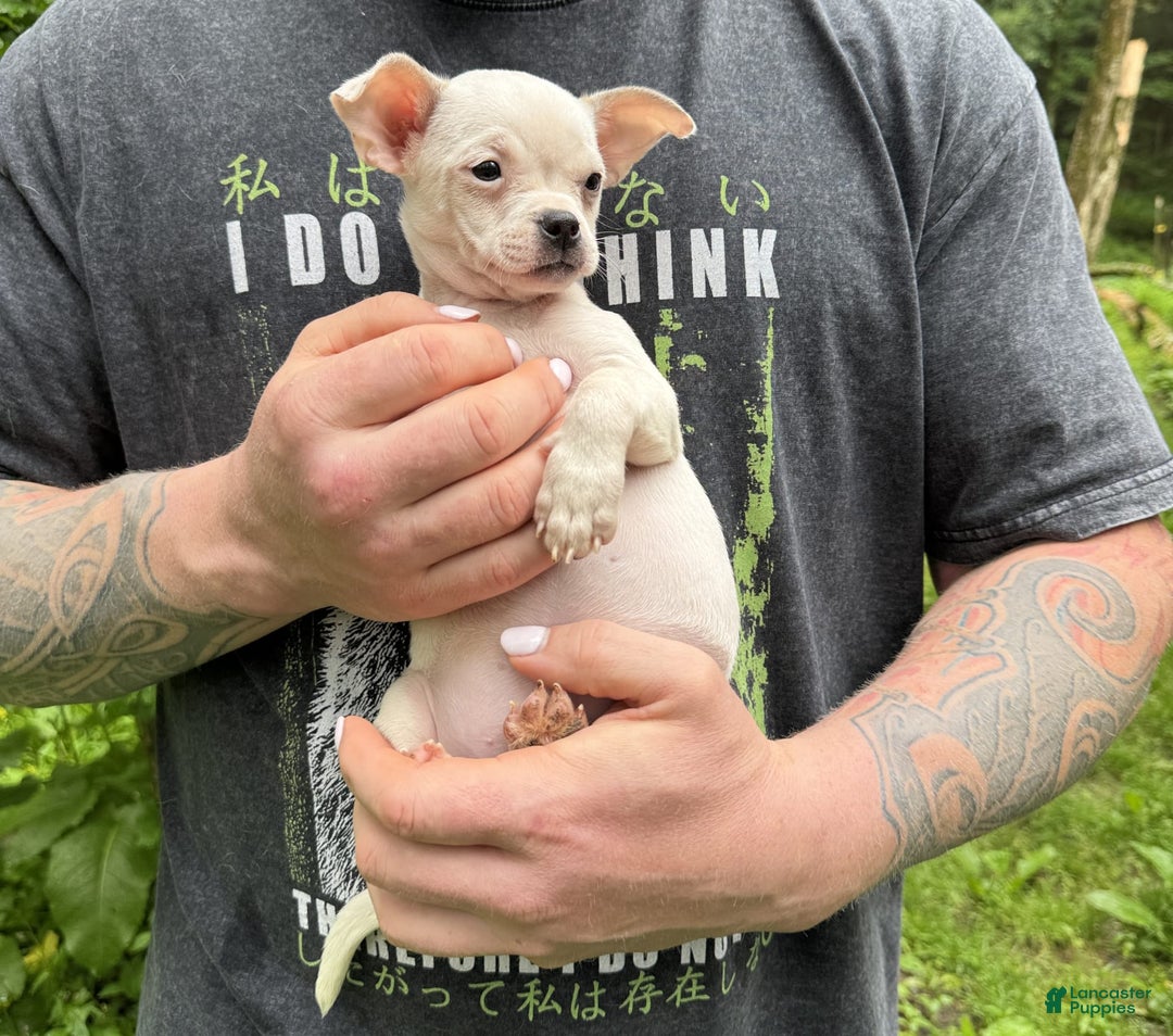 Chihuahua dogs for sale: Bianca - Image 13