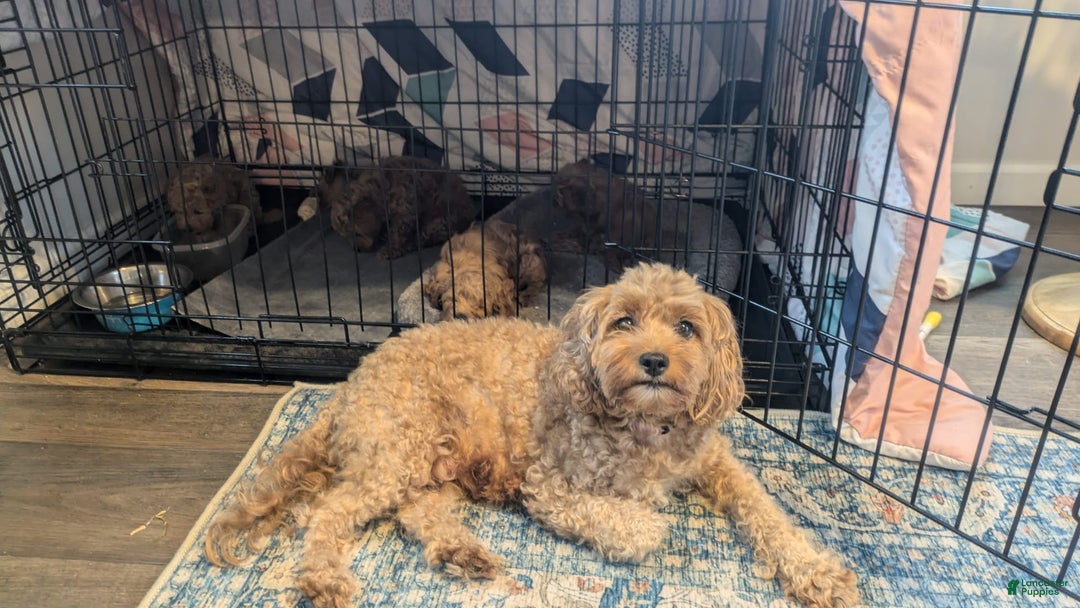 Cockapoo dogs for sale: Bailey - Image 6