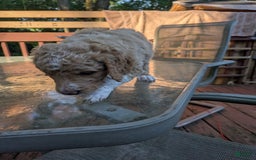 Goldendoodle dogs for sale: Jason - Image 3