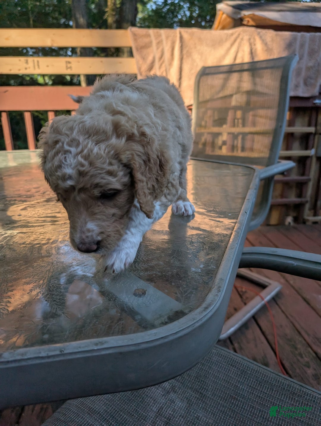 Goldendoodle dogs for sale: Jason - Image 3
