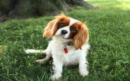 Cockalier dogs for sale: Champion - Image 12