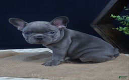French Bulldog dogs for sale: Sophie - Image 1
