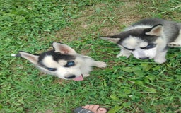 Siberian Husky dogs for sale: Mary - Image 12