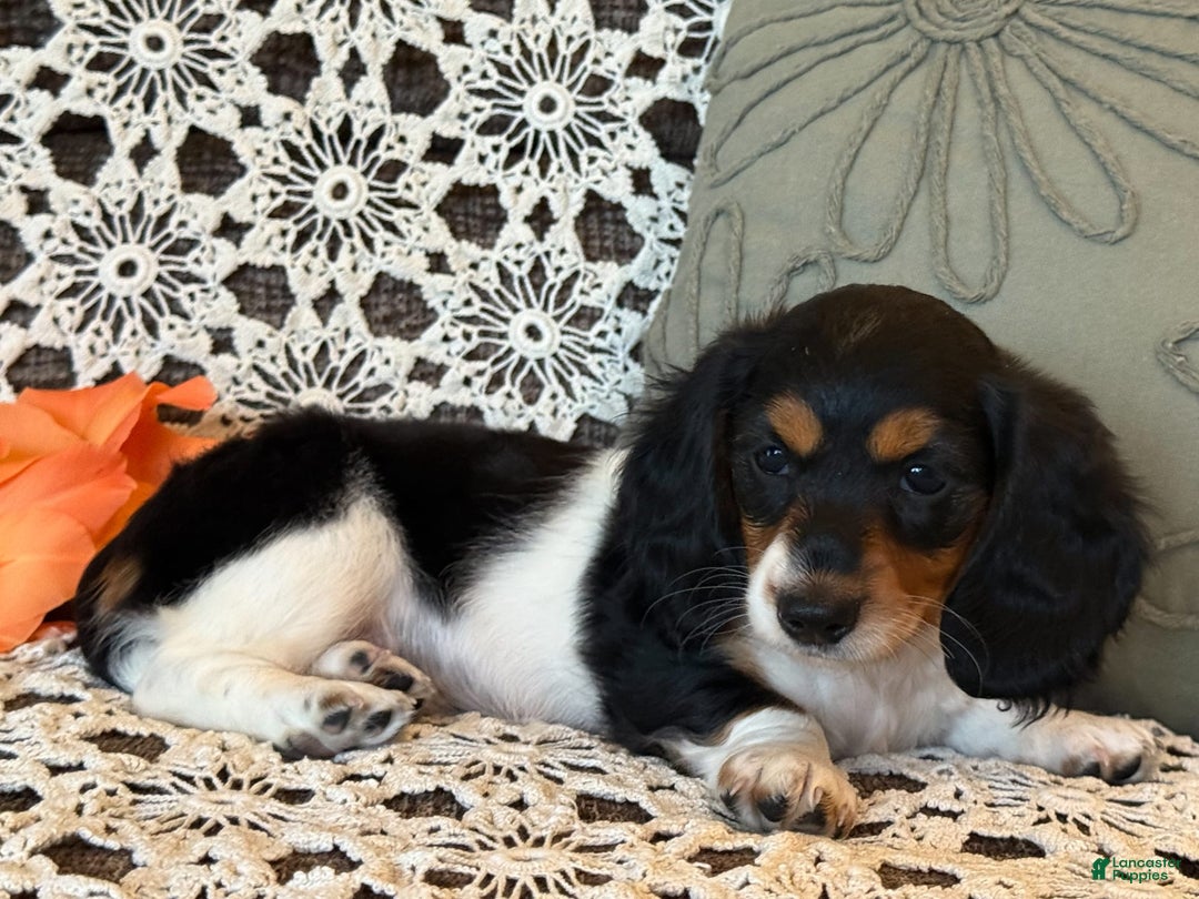 Miniature Dachshund dogs for sale: Ladybug - Image 18