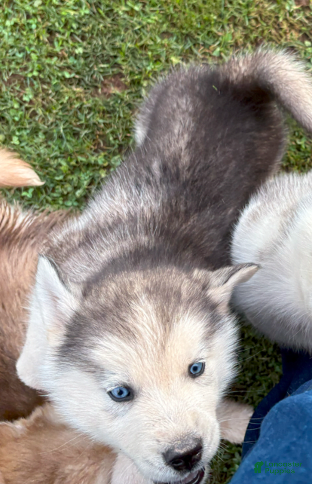 Siberian Husky dogs for sale: Toronto - Image 5