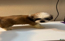 Shih Tzu dogs for sale: Shih Tzu 4 puppies - Image 8