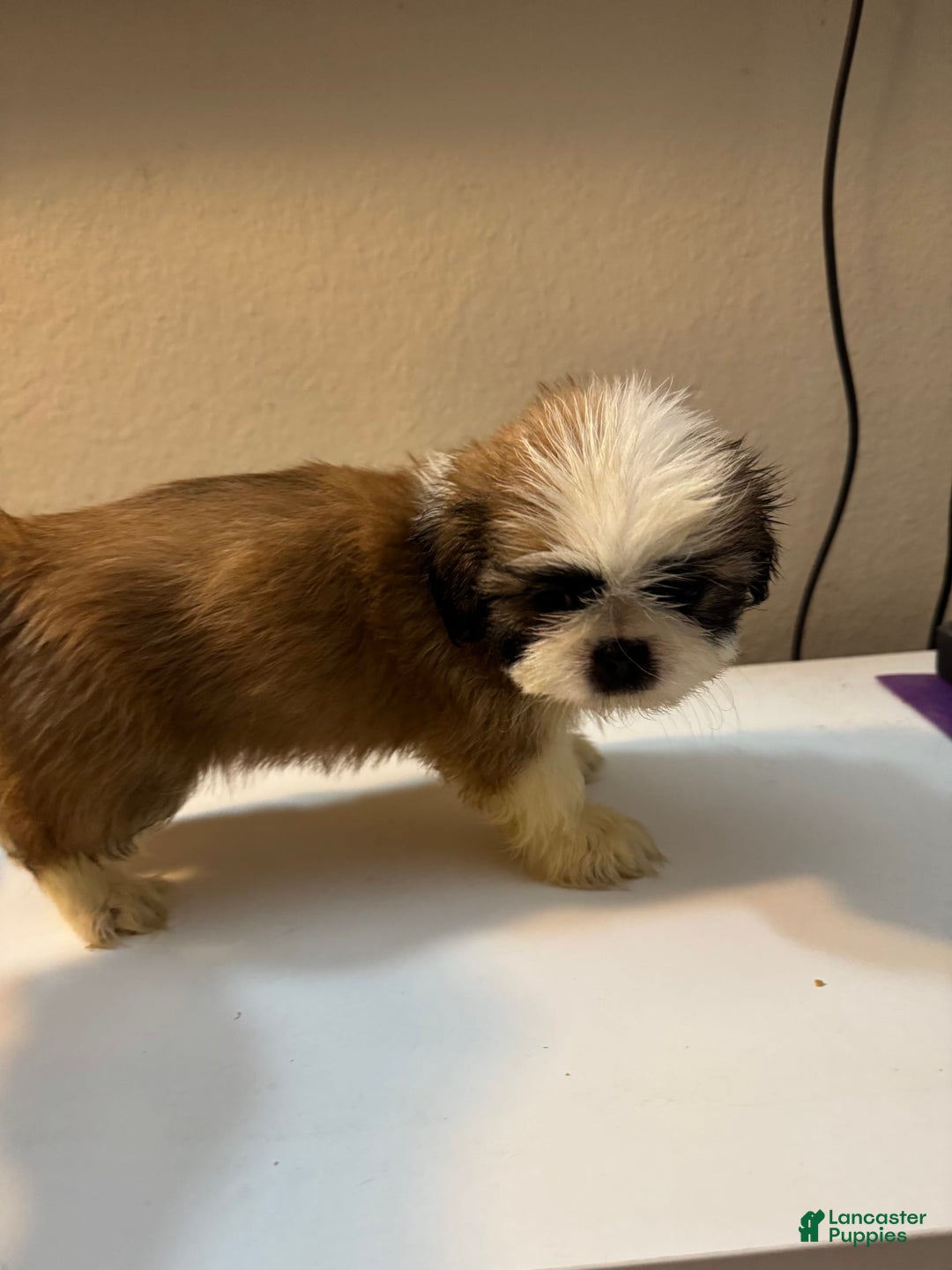 Shih Tzu dogs for sale: Shih Tzu 4 puppies - Image 8