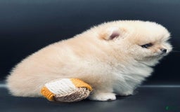Pomeranian dogs for sale: Carla - Image 4