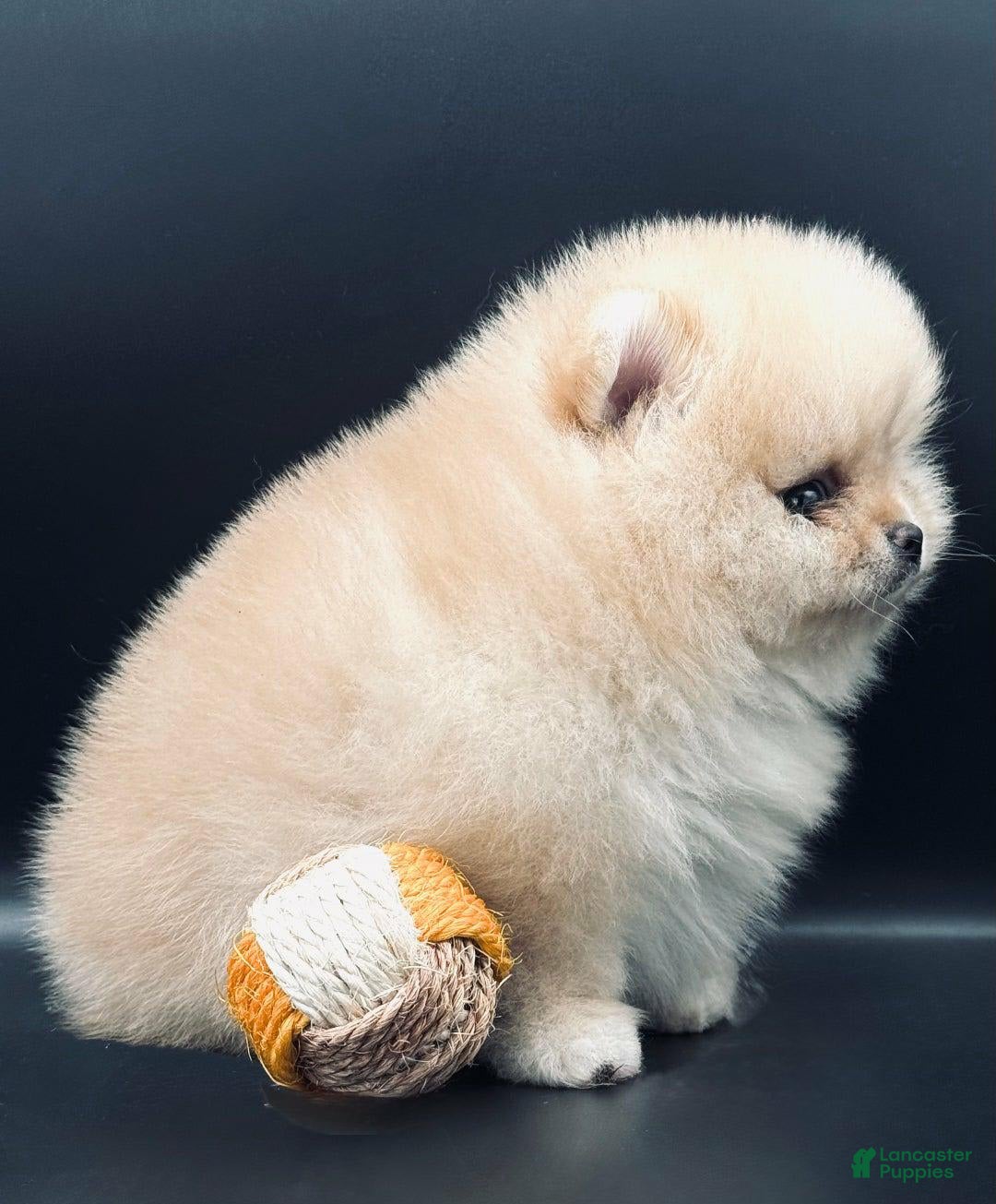 Pomeranian dogs for sale: Carla - Image 4