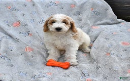 Mini Goldendoodle dogs for sale: Dallas - Image 17