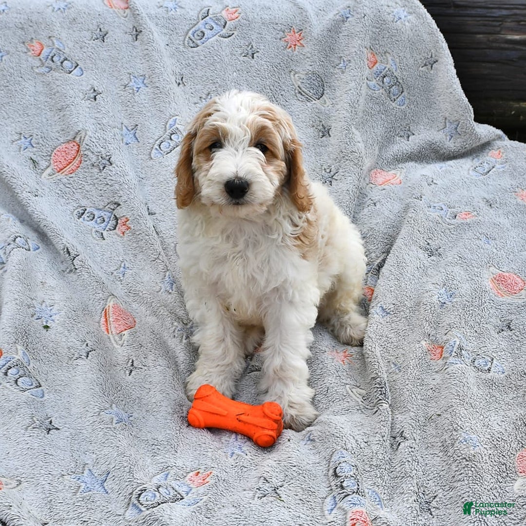Mini Goldendoodle dogs for sale: Dallas - Image 17
