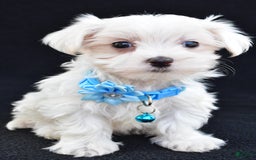 Maltese dogs for sale: Arianna - Image 1