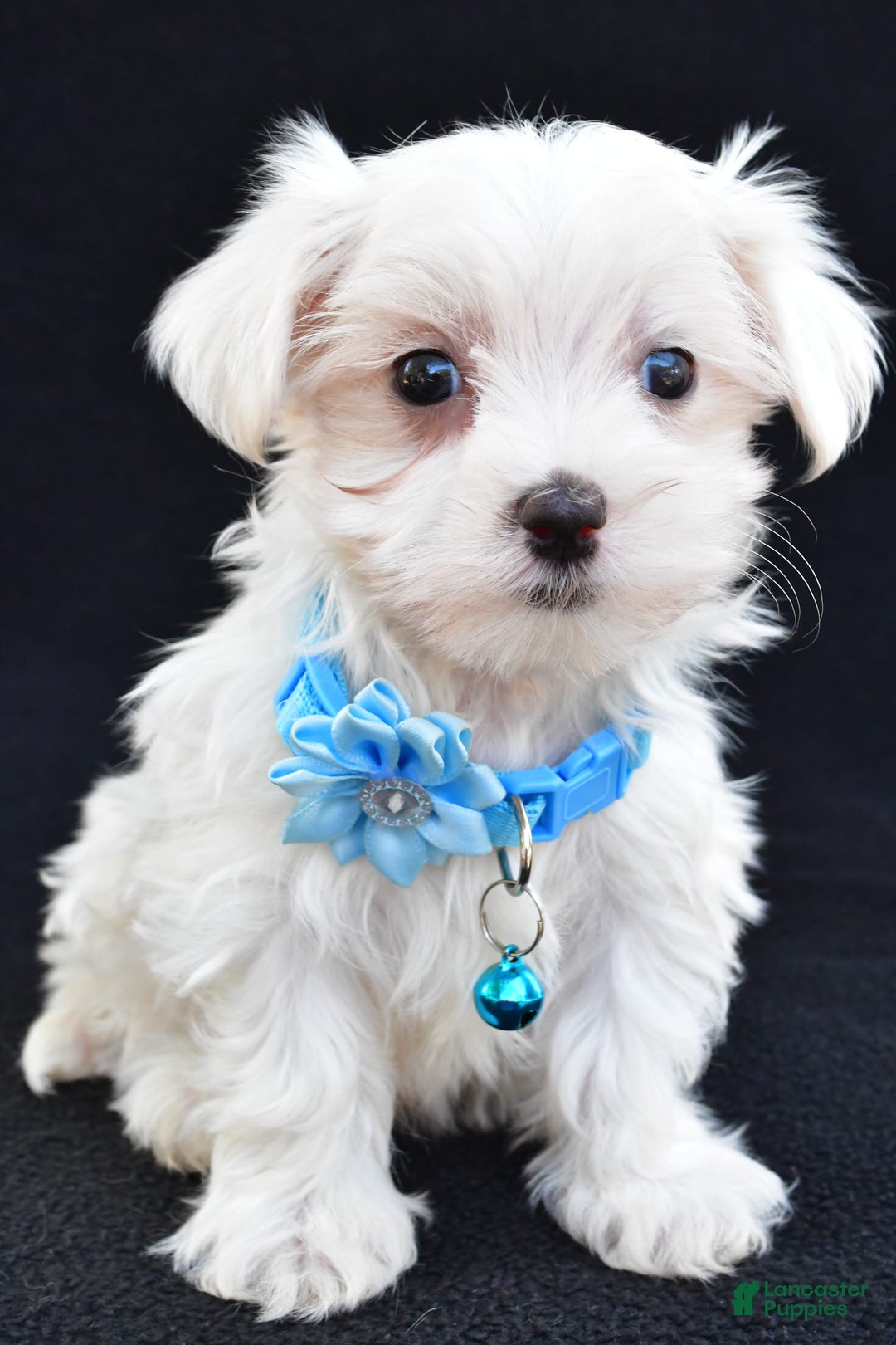 Maltese dogs for sale: Arianna - Image 1