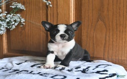 Boston Terrier dogs for sale: Hattie - Image 3
