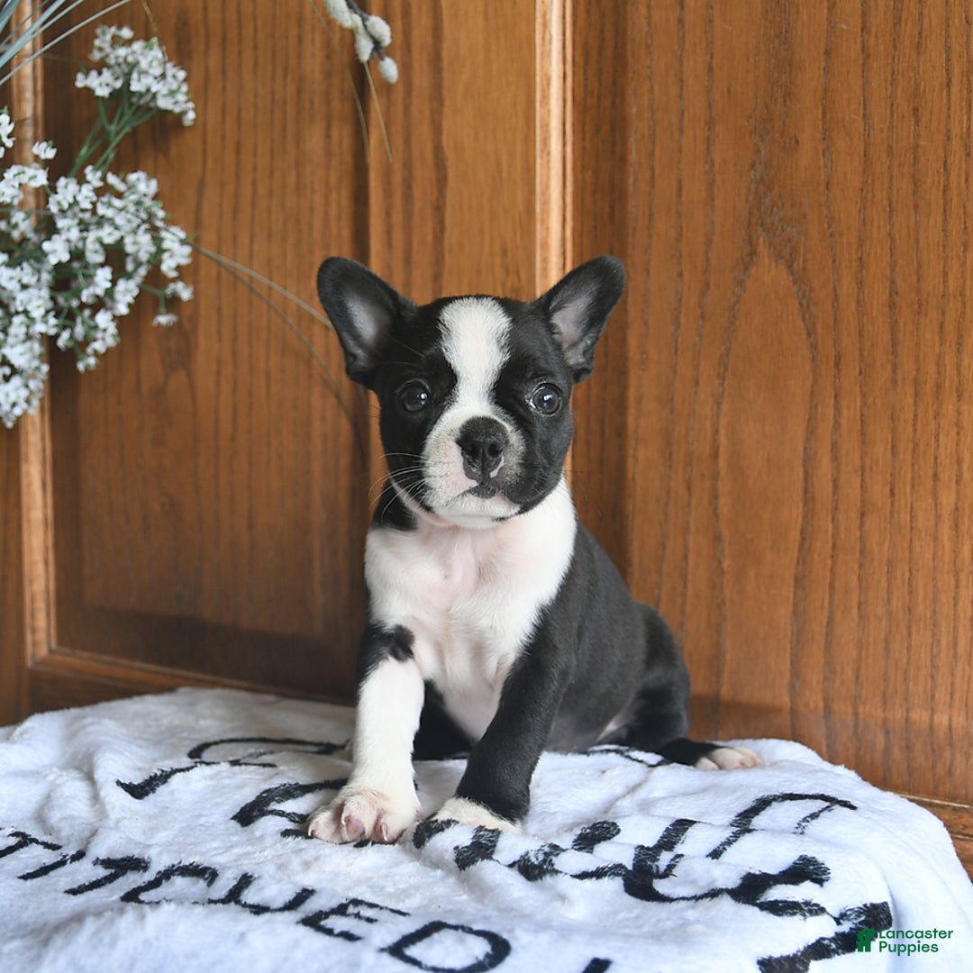 Boston Terrier dogs for sale: Hattie - Image 3