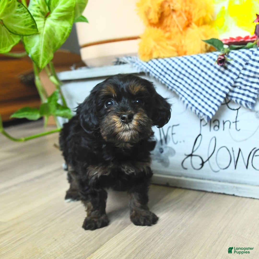 Havapoo dogs for sale: House Raised Sparkles - Image 18