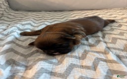 Teddy Bear dogs for sale: Jefferson - Image 3