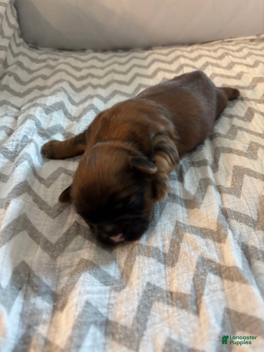 Teddy Bear dogs for sale: Jefferson - Image 3