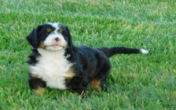 Mini Bernedoodle dogs for sale: Oliver - Image 3