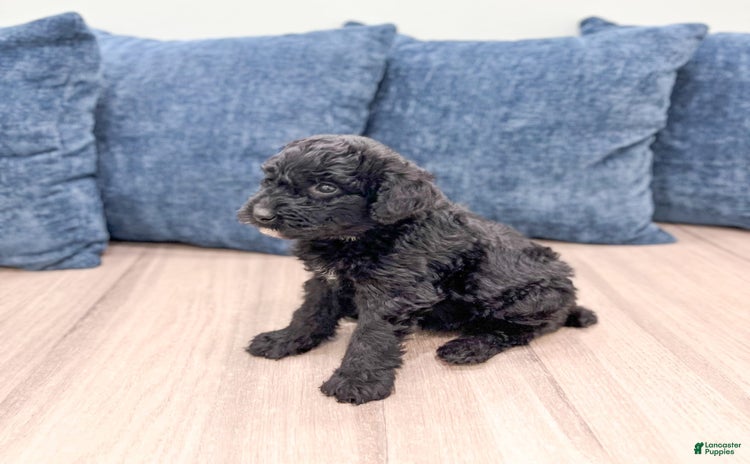 Mini Aussiedoodle dogs - Advert 32