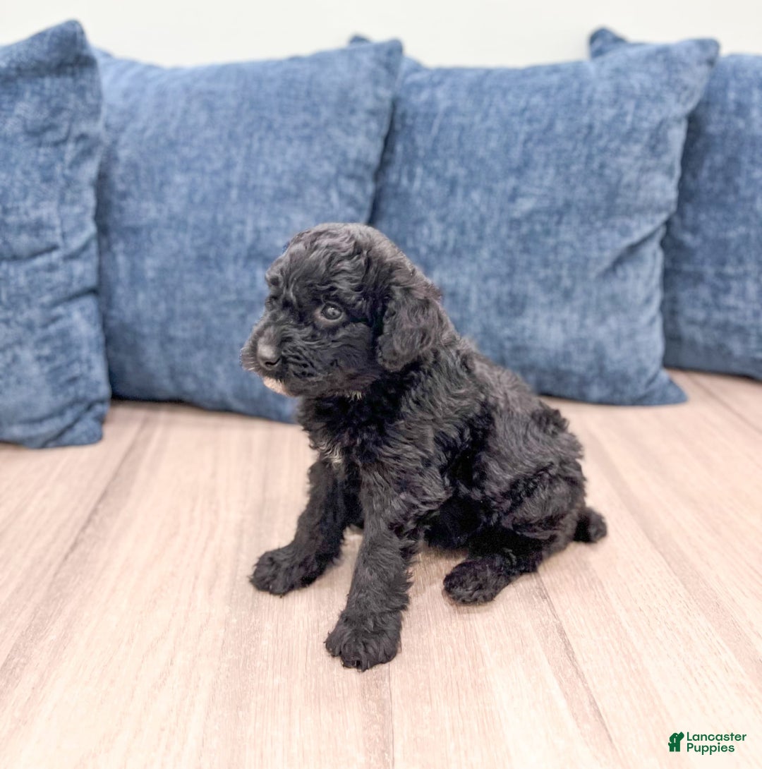 Mini Aussiedoodle dogs for sale: Sierra - Image 4
