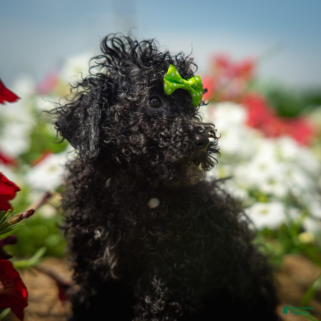 Toy Poodle dogs for sale: Toy Poodle 4 puppies - Image 20