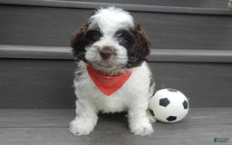 Cockapoo dogs for sale: Patches - Image 6