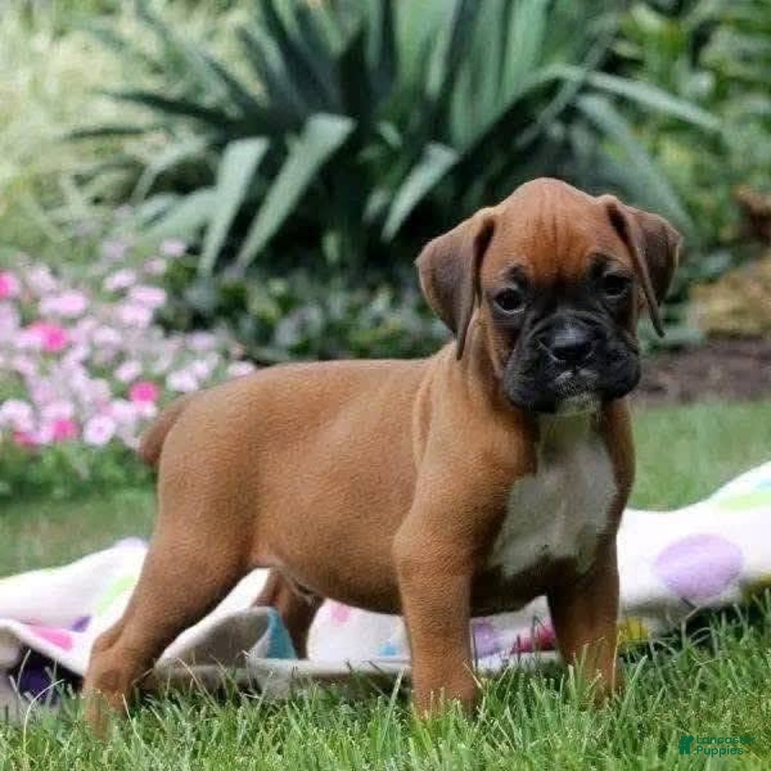 Boxer dogs for sale: Puppy Number Five - Image 3