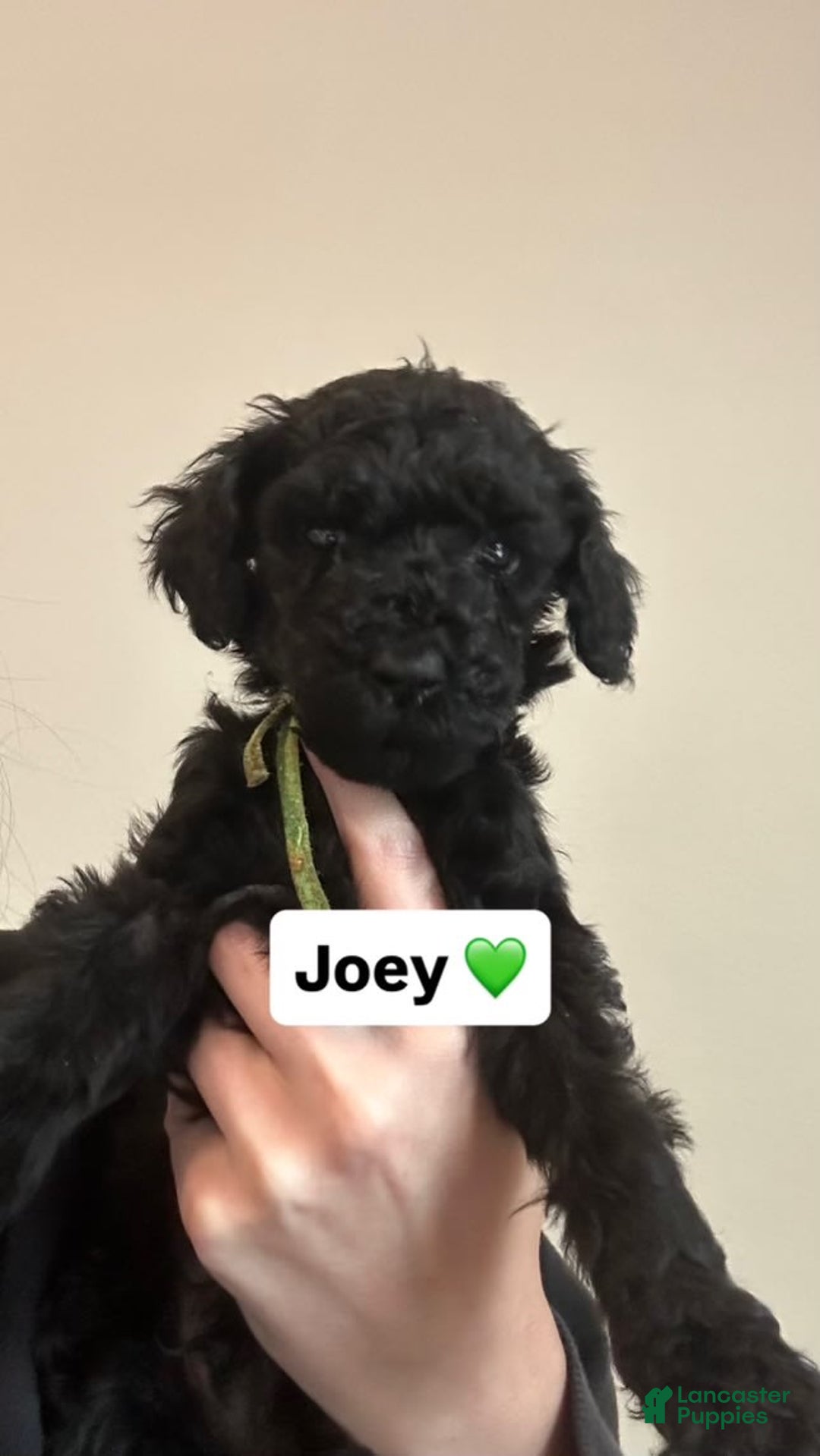 Standard Poodle dogs for sale: Joey - Image 1