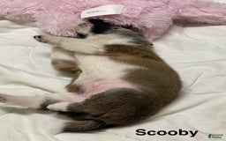 Shiba Inu dogs for sale: Scooby - Image 5
