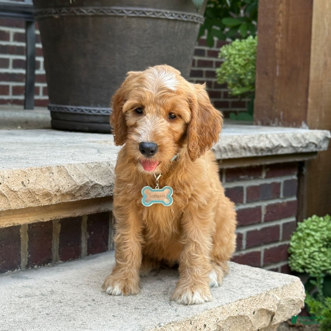 Goldendoodle dogs for sale: Mia - Image 7