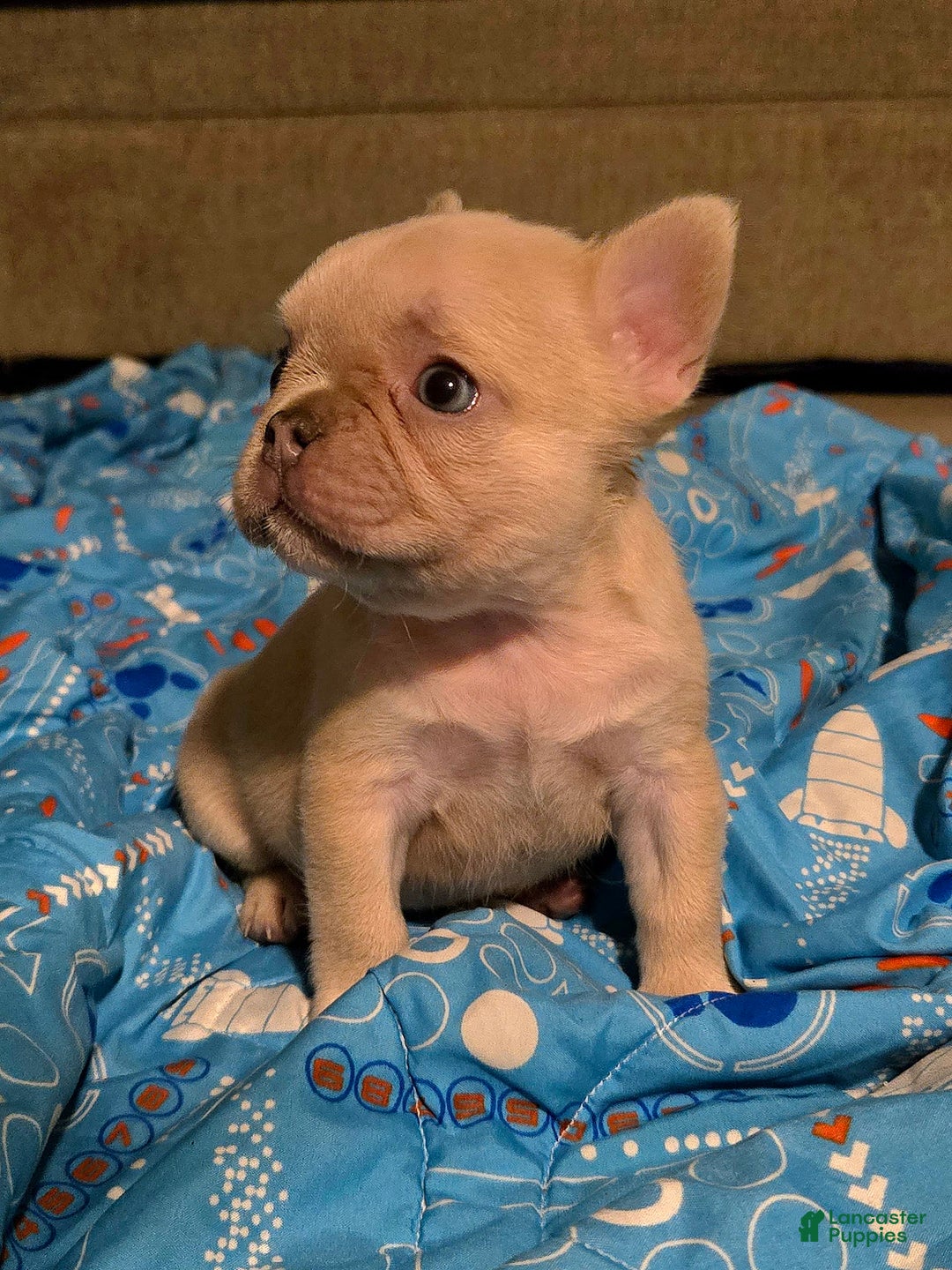 French Bulldog dogs for sale: Daisy - Image 20