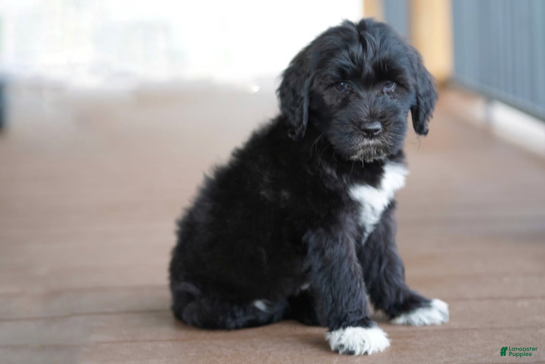 Portuguese Water Dog dogs for sale: Boots - Image 22