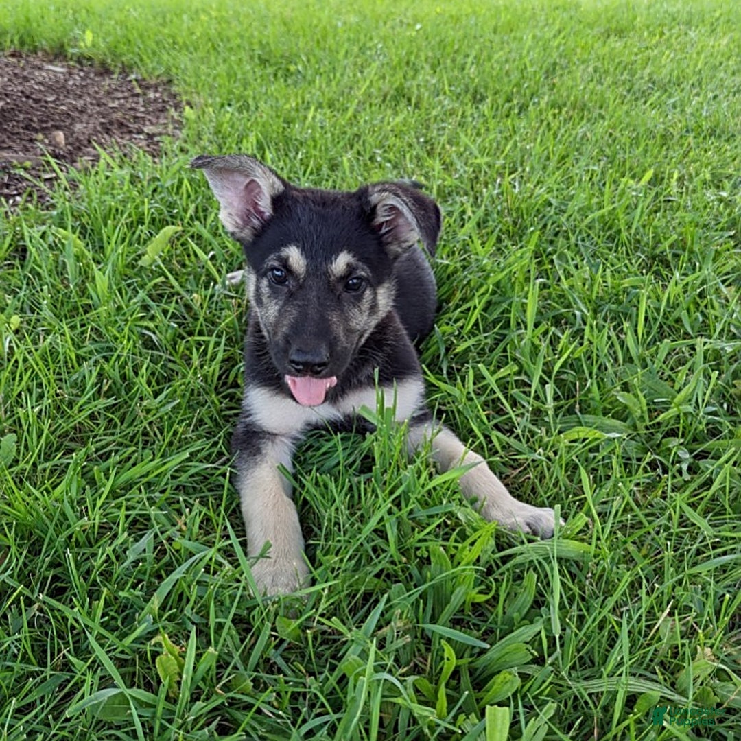 German Shepherd dogs for sale: German Shepherd 8 puppies - Image 20