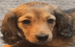 Miniature Dachshund dogs for sale: Summer - Image 6