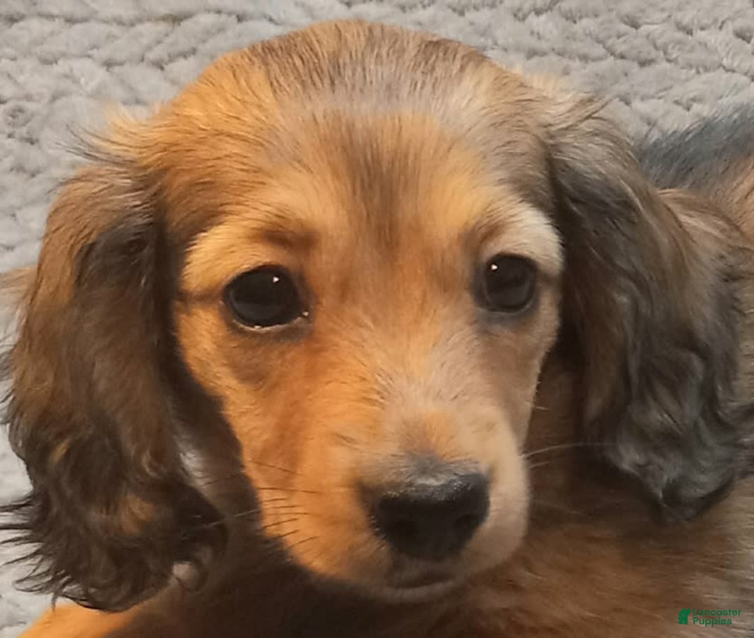 Miniature Dachshund dogs for sale: Summer - Image 6