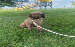 Mini Aussiedoodle dogs for sale: Rowdy - Image 16