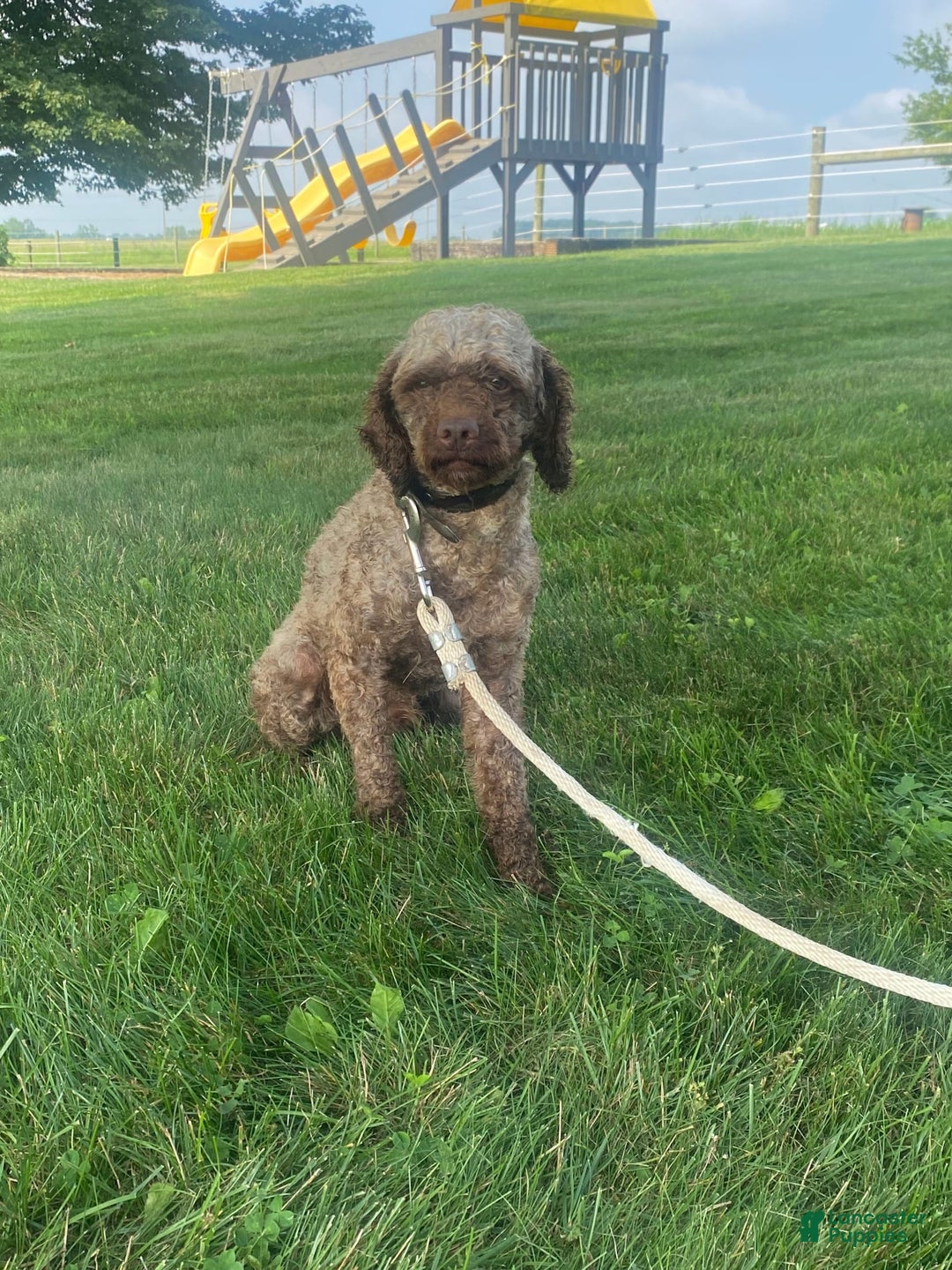 Mini Aussiedoodle dogs for sale: Rowdy - Image 16