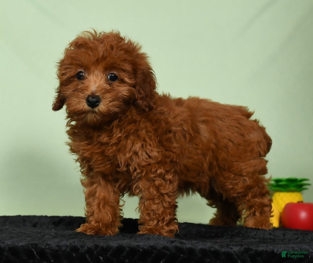 Miniature Poodle dogs for sale: Monty - Image 4