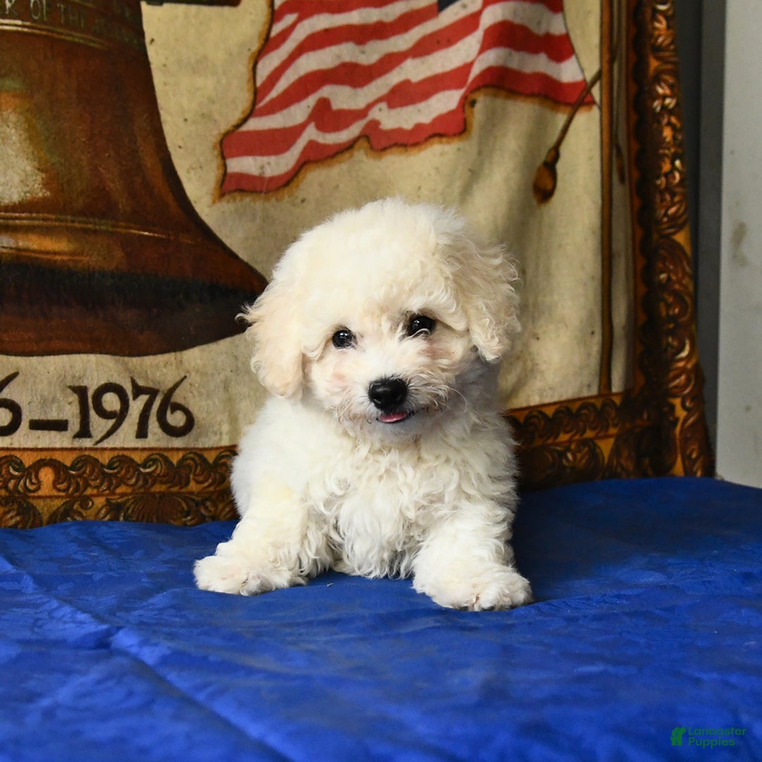 Bichon Frise dogs for sale: Comet - Image 4