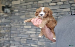 Cavapoo dogs for sale: Viola - Image 2