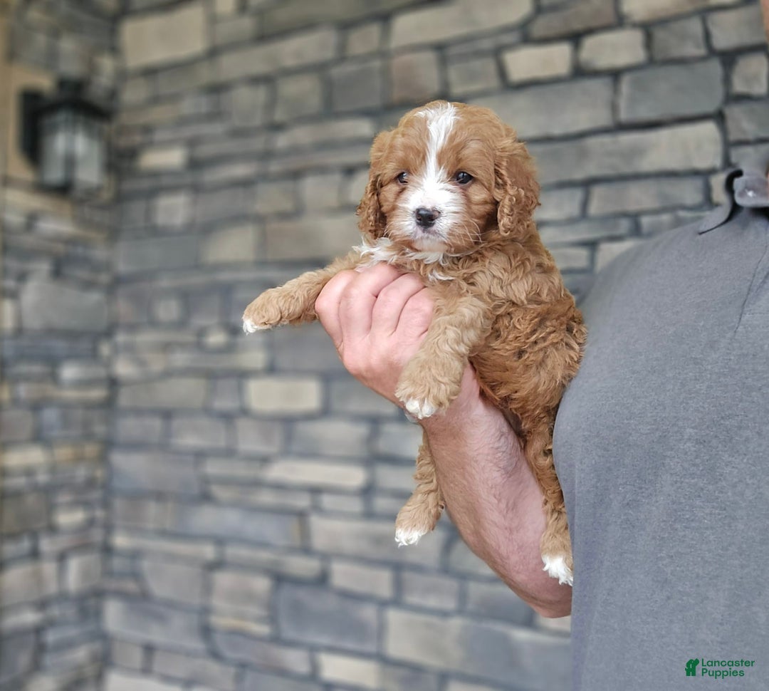 Cavapoo dogs for sale: Viola - Image 2