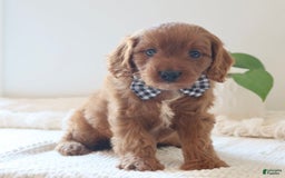 Cavapoo dogs for sale: Forest - Image 6
