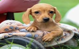 Miniature Dachshund dogs for sale: Miniature Dachshund 3 puppies - Image 19