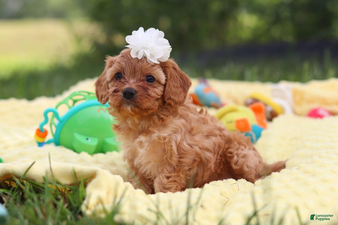 Cavapoo dogs for sale: Winnie - Image 3